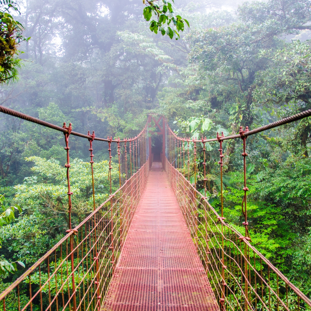 Bridge in Monteverde Cloud Forest Biological Preserve