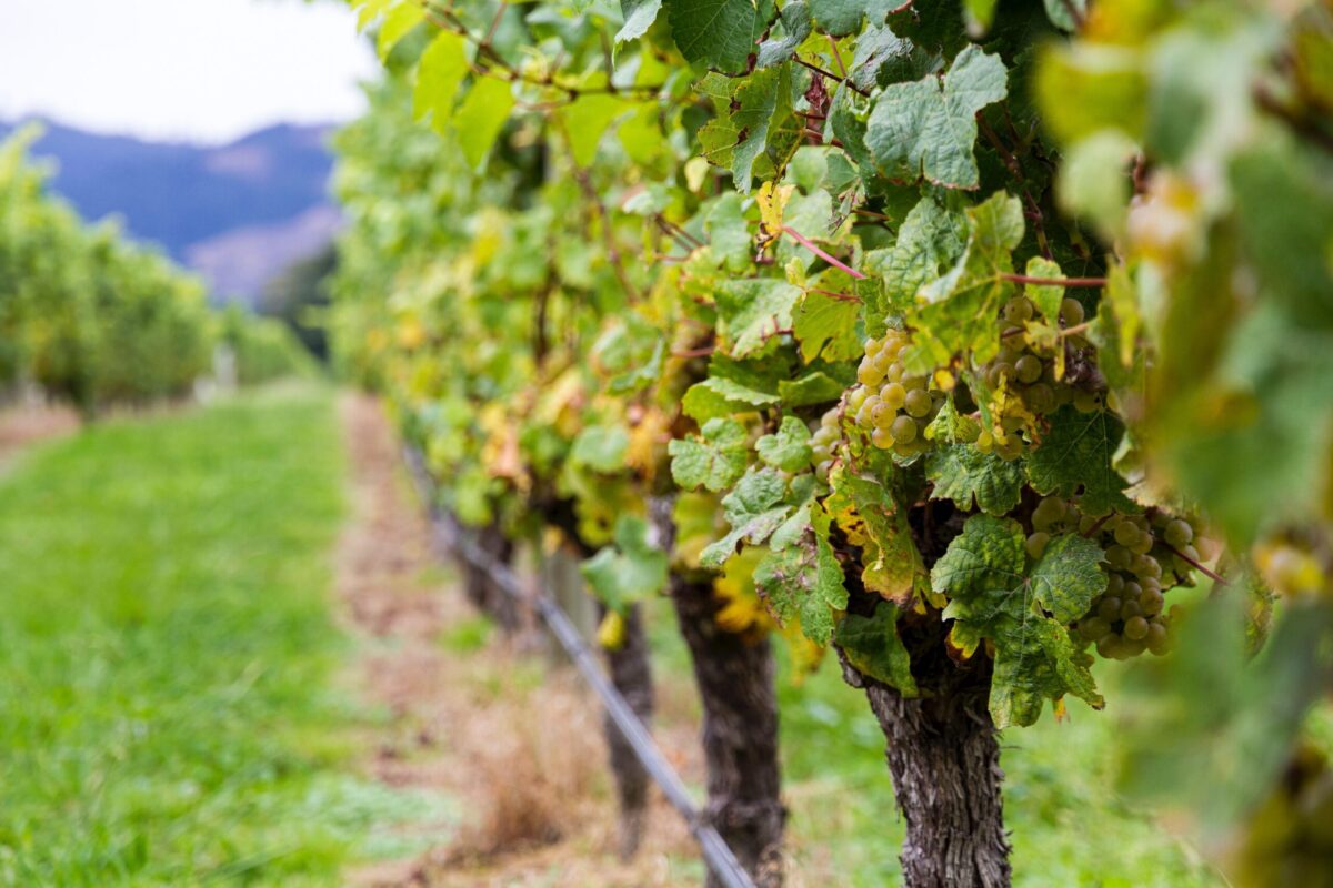 New Zealand Vineyard: Photo by Kris Gerhard on Unsplash