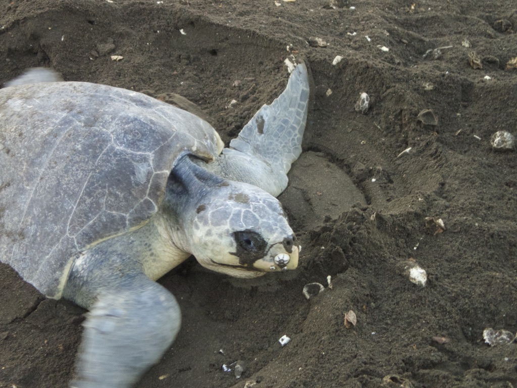 Costa Rica Playa Ostional, Green Sea Turtle laying eggs: Photo by Nikki Page: