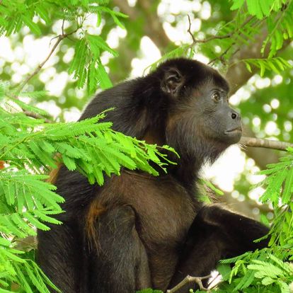 Costa Rica Howler Monkey: Photo by travel author Nikki Page