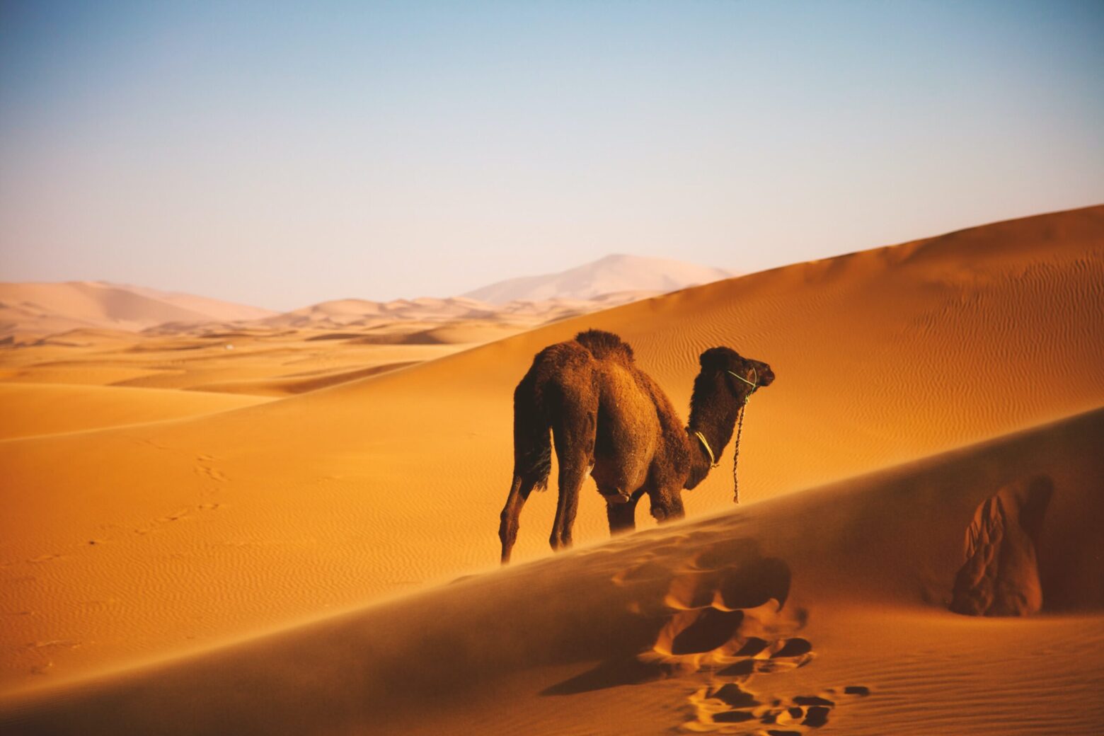 Morocco, Africa: Erg Chebbi, Morocco: Photo by Ben Ostrower on Unsplash