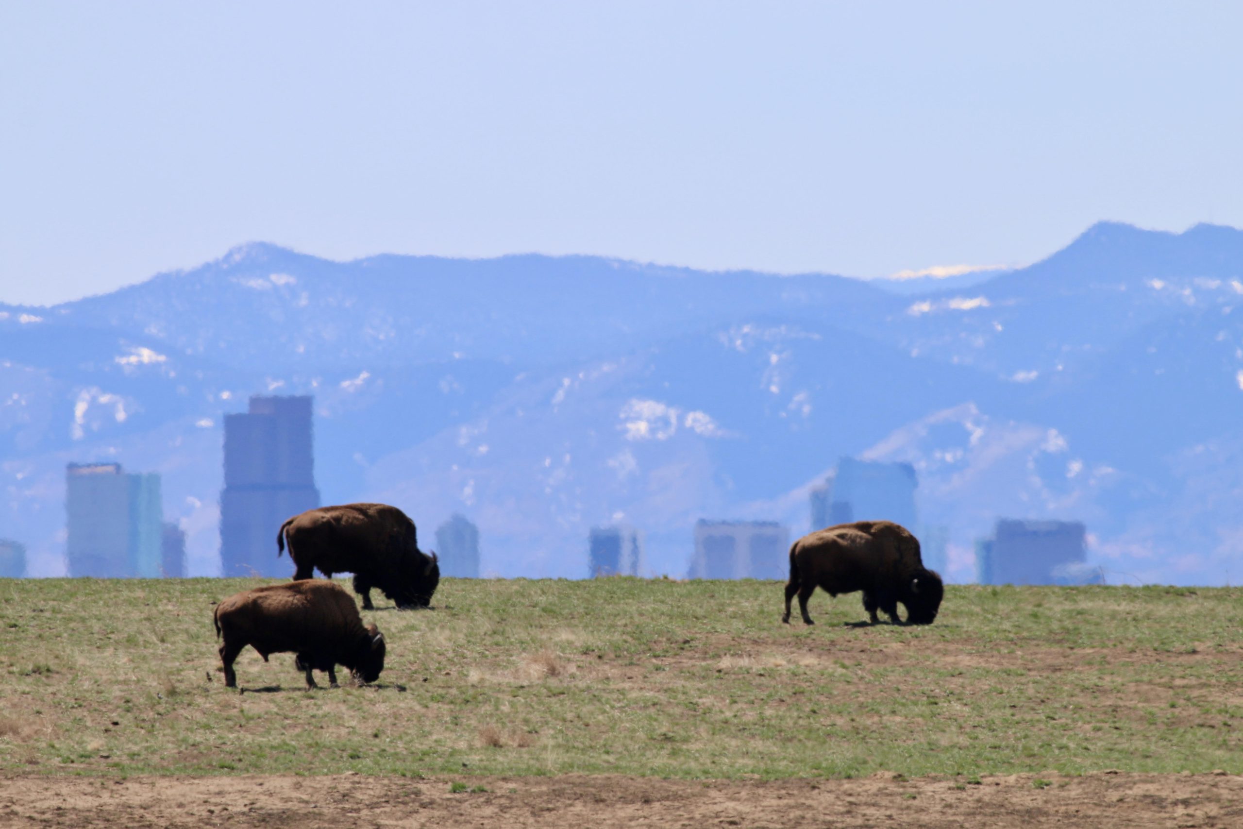 Travel Colorado Is Calling, Denver Bison of the Rocky Mountain Arsenal, #1 Travel author Nikki Page, Photo by Jered Bridgeman