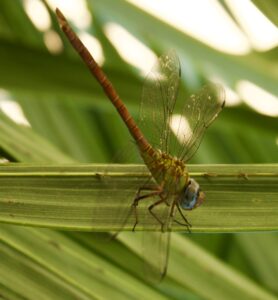 Costa Rica Jungle: Dragonfly Magic and Fun Facts